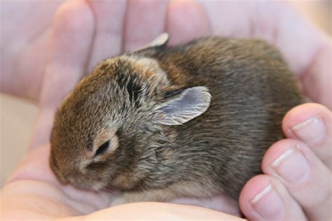 How to Care for a Wild Rabbit Nest : 5 Steps (with Pictures ...