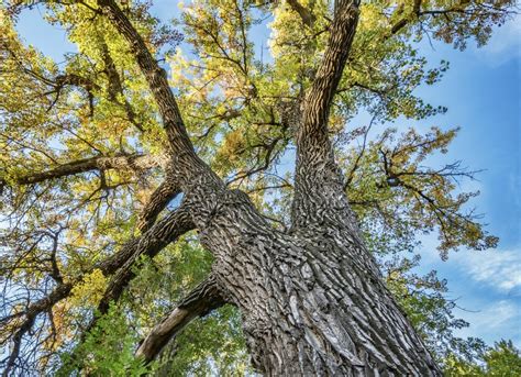 Cottonwood Tree Planting Trees 10 To Avoid In Your Yard Bob Vila