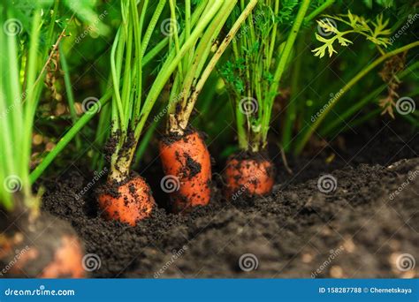 Ripe Carrots Growing In Soil Organic Farming Stock Photo Image Of