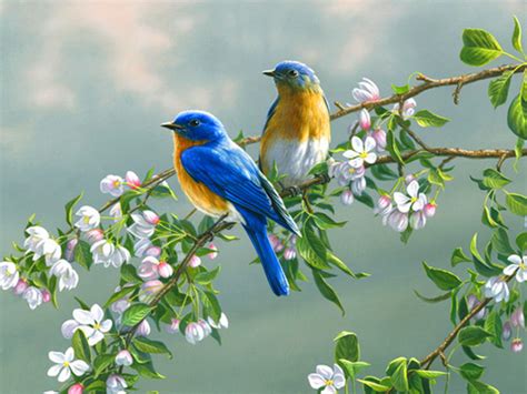 49 Bing Wallpapers And Screensavers Birds On Wallpapersafari