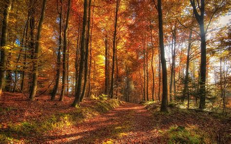 Hd Wallpaper Forest Trees Nature Hdr Path Dirt Road Fall Autumn