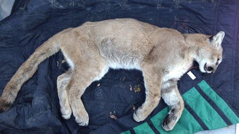 Threatening Cougar Shot And Killed Near West Vancouver Mall Ctv News