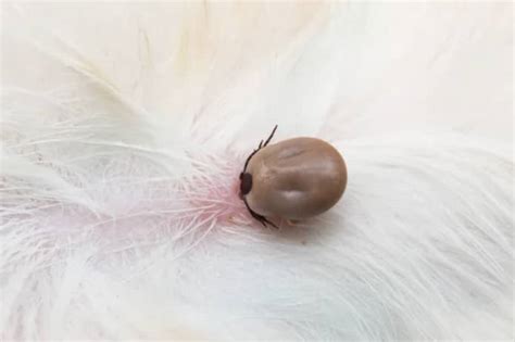 The Potential Consequences Of A Tick Bite In Dogs Kingsdale Animal