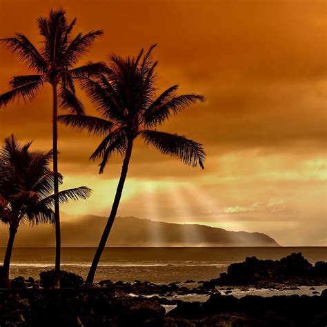 Free Download Tropical Sunset Wallpaper For Ipad And Galaxy Tab Tablet