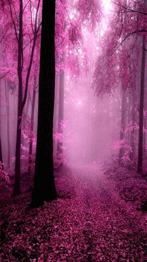 Beautiful Pink Backgrounds Forest Sunset Landscape Nature River