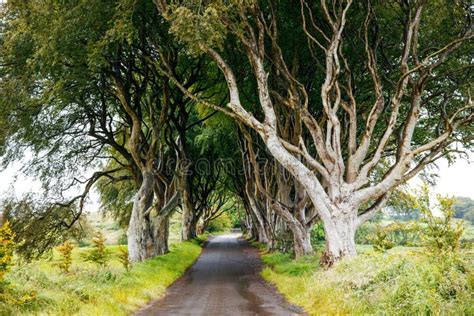 Spectacular Dark Hedges In County Antrim Northern Ireland On Cloudy