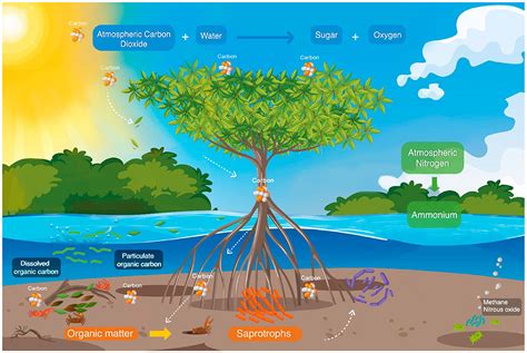 Mangroves “superhero” Ecosystems · Frontiers For Young Minds