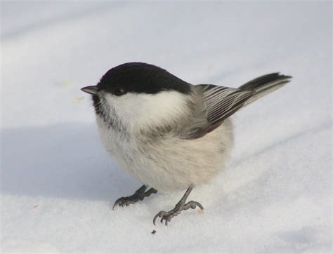 Feeding And Observing Birds In Winter Colorado Virtual Library