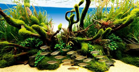 An Aquascape With A Wild Atmosphere Produced With Aquatic Plants With