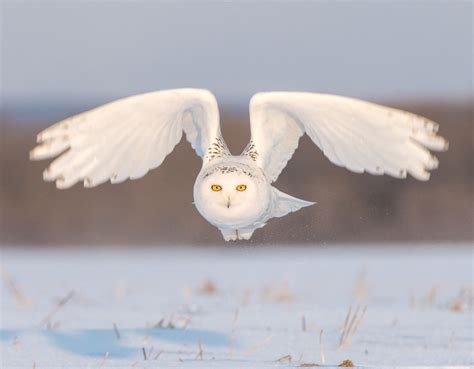 Snowy Owl In Flight Smithsonian Photo Contest Smithsonian Magazine