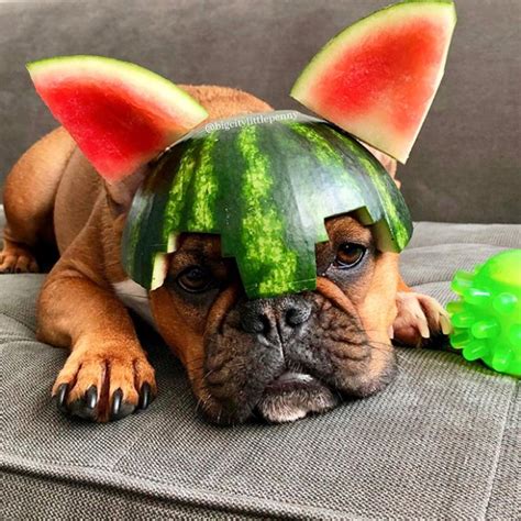 Worlds Greatest Gallery Of Dogs In Watermelon Helmets