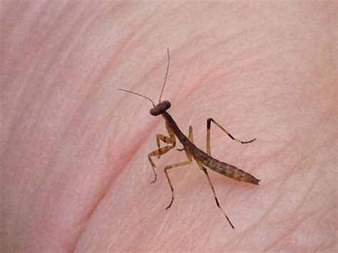 Predator Profile Praying Mantis Dyck Arboretum