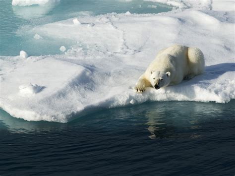 To Save Polar Bears Cut Carbon And Say ‘no To Arctic Drilling