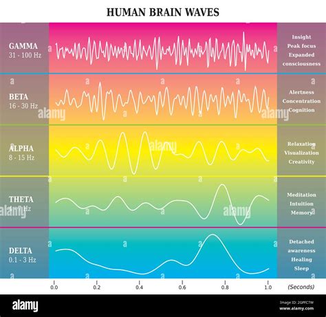 Diagrama De Ondas Cerebrales Humanas En Colores Del Arco Iris Con My