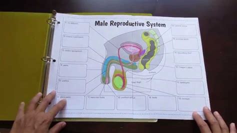 Big Male Reproductive System Foldable By Tangstar Science Youtube