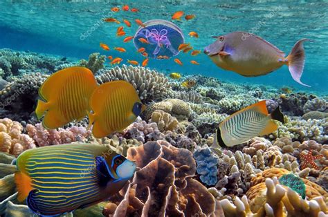 De onderwaterwereld is uniek door talloze soorten vissen, waarvan een deel alleen hier voorkomt. Koraalrif en tropische vissen iin de rode zee, Egypte ...