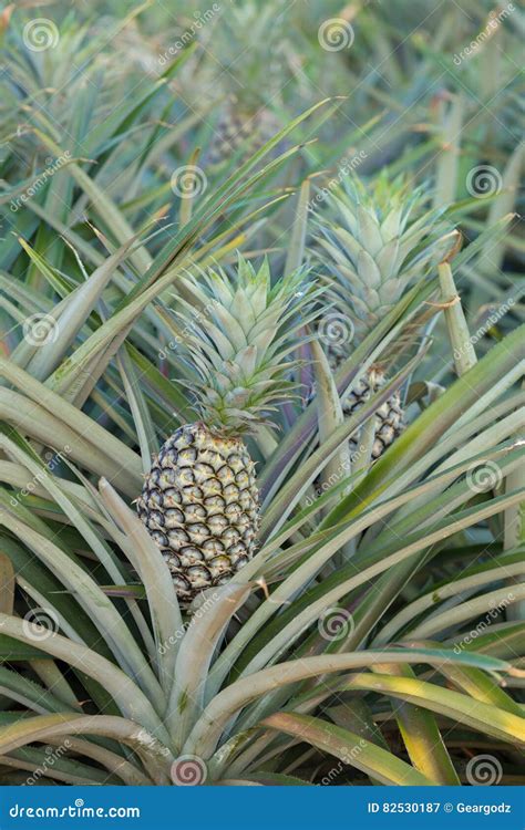Pineapple Plant Tropical Fruit Growing In A Farm Stock Image Image