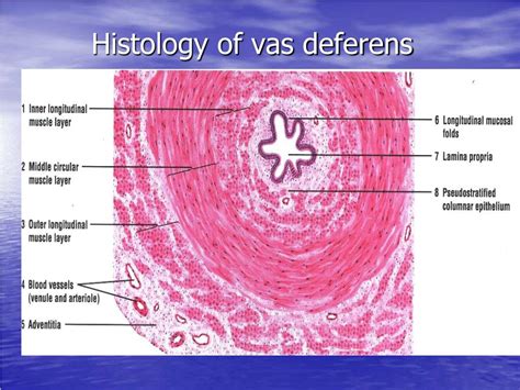 Ppt Histology Of The Male Reproductive System Repro Powerpoint Presentation Id