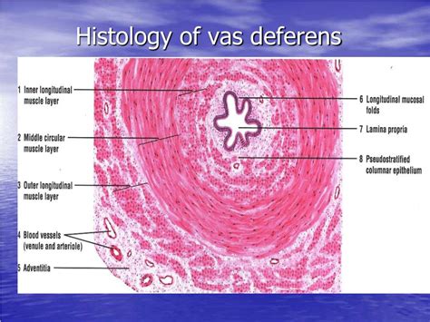 PPT Histology Of The Male Reproductive System Repro PowerPoint Presentation ID