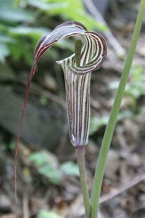 This intriguing woodlander emerges from a knobby tuber and casts a special brand of magic over shade gardens. Arisaema ciliatum var. liubaense - Jan-op-de-Preekstoel ...