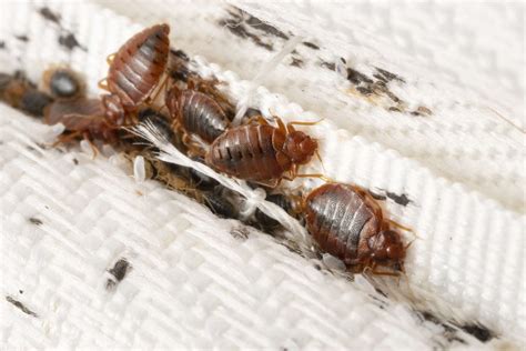 Bat Bugs Vs Bed Bugs How To Spot The Difference