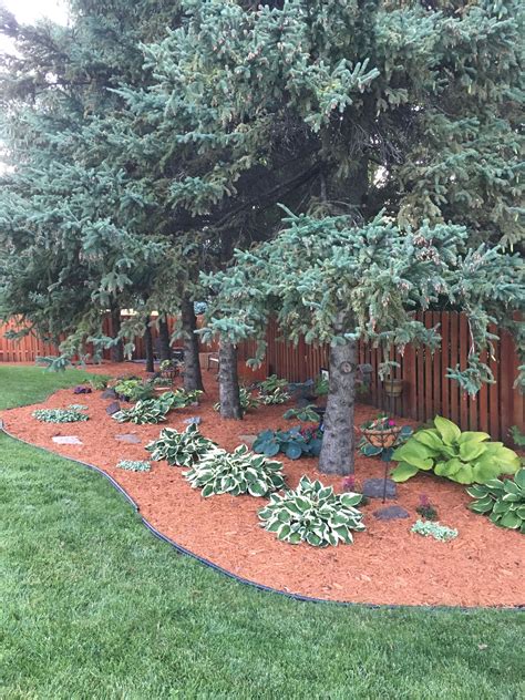 Landscaping Ideas Pine Trees Guide