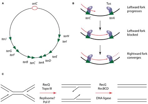 frontiers a replisome s journey through the bacterial chromosome