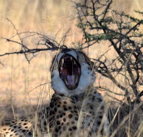 Cheetah Yawn Smithsonian Photo Contest Smithsonian Magazine