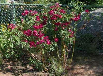 Dec 22, 2020 · lowell thomas rose lowell thomas is a beautiful floribunda. Roses