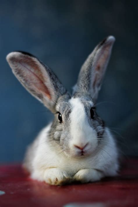 Bunny Rabbit Animal Free Photo On Pixabay Pixabay