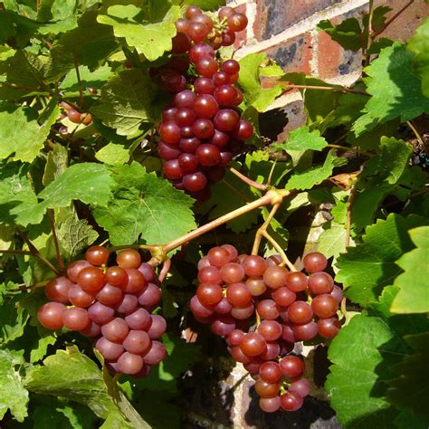 Fotos Gratis Uva Fruta Baya Flor Maduro Comida Produce