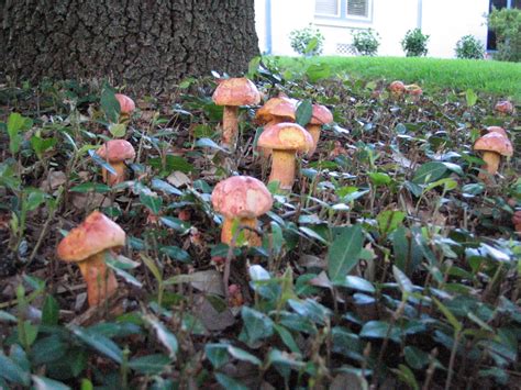 Houston Boletus Edible Mushroom Hunting And Identification