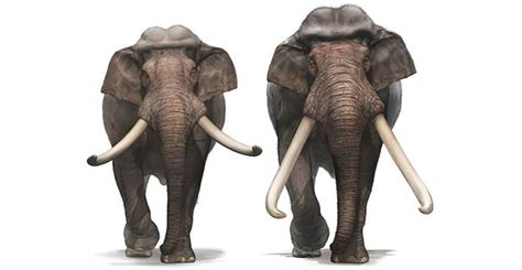 Weird Skulls Of Straight Tusked Elephants Reveal Just How Many Species