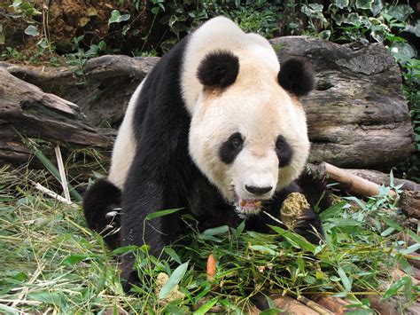 Giant Panda Kunming Zoo Ltansey Flickr
