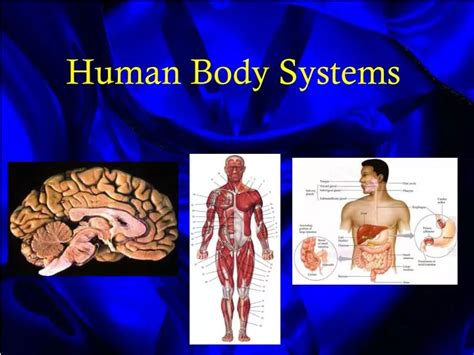 Ppt Human Body Systems Powerpoint Presentation Free Download Id