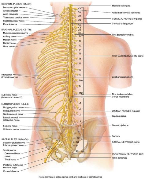 Download this human backbone vector illustration now. Pin on Brain, Spinal Cord and Neuro Science