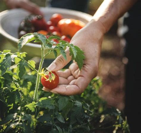 Best Season To Grow Tomatoes In India • India Gardening