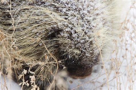 Porcupine In Winter 5903940 Stock Photo At Vecteezy