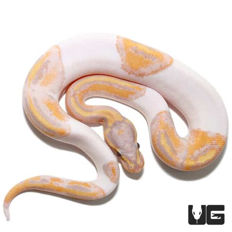 Baby Banana Enchi Pied Ball Python Python Regius For Sale