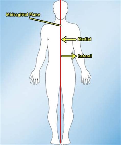 The master organ brain is the control center of the body, acting just like cpu of a computer. chapter 4 at York Technical College - StudyBlue