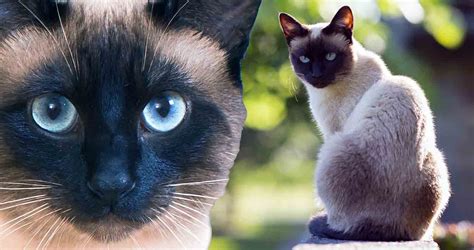 Siamese Cat Cat Breed Profile We Love Cats And Kittens