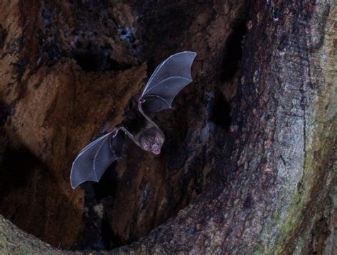 Vampire Bats Help Unravel The Mystery Of Smell Sbu News