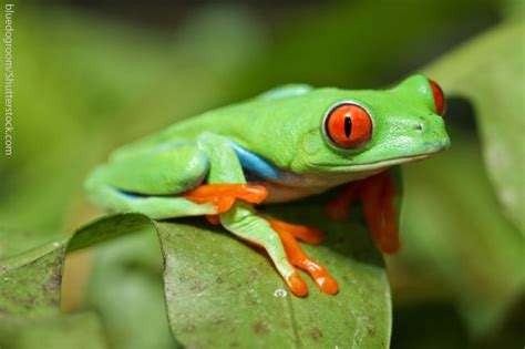 How Do Red Eyed Tree Frogs Survive Amphipedia