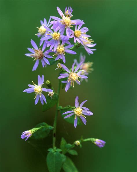 Kentucky Native Plant And Wildlife Plant Of The Week