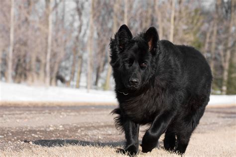 Usually, they have a longer or straighter coat than the standard german shepherd. Dog Breeds That Don't Shed - DogAppy
