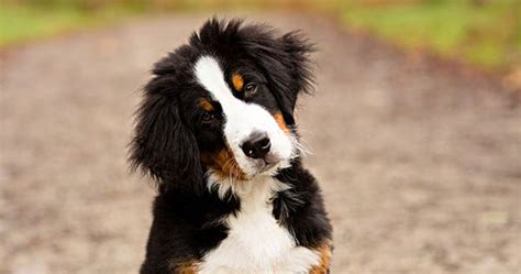 Bernese Mountain Dog Puppy By Nicole Begley Photography Welcome To