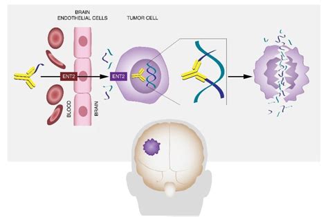 Yale Cancer Center Study Reveals New Pathway For Brain Tumor Therapy