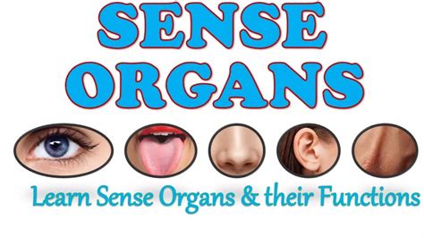 Sense Organs Five Senses Our Senses Sense Organs Name Sense Organs