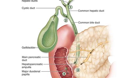 Anatomy Of The Pancreas Youtube