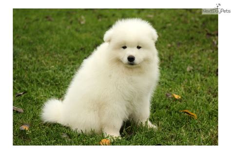 Samoyed Puppy For Sale Near Lancaster Pennsylvania 64a6f9c8 A651